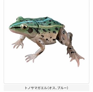 いきもの大図鑑　トノサマガエル　オス、ブルー　新品未開封 殿様蛙 ガチャ