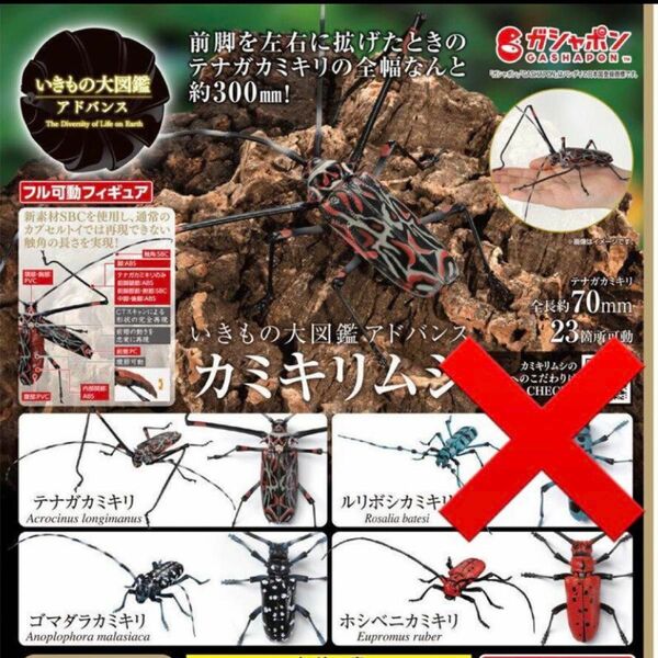 いきもの大図鑑アドバンス　カミキリムシ　テナガカミキリ　ゴマダラカミキリ　ホシベニカミキリ