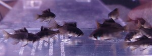 今回限り　ダークナイトラミレジィ　6匹　2.5〜3.0cm前後 熱帯魚　生体　1