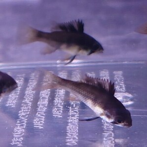 今回限り ダークナイトラミレジィ 6匹 2.5〜3.0cm前後 熱帯魚 生体 2の画像2