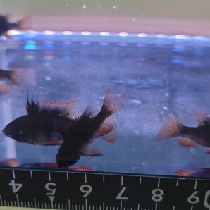 今回限り ダークナイトラミレジィ 6匹 2.5〜3.0cm前後 熱帯魚 生体 2の画像4