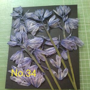 押し花紫色ヒヤシンス4本No.34