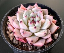 新入荷★韓国苗★雪爪★可愛い紅葉大苗美苗★多肉植物★エケベリア_画像1