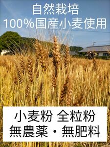 自然栽培 国産小麦(ミナミノカオリ) 全粒粉 450ｇ 令和5年収穫 送料無料