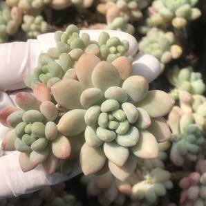 26株 Q691-8多肉植物 エケベリア ロココ 超美苗 サボテン 観葉植物 花 園芸 レア種 の画像1