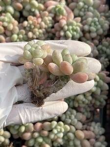 ２７株 N411-1多肉植物 エケベリア ロココ 超美苗 サボテン 観葉植物 花 園芸　レア種