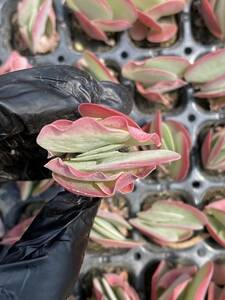 20株Y131多肉植物 エケベリア唐印超美苗 サボテン 観葉植物 花 園芸　レア種 土と根付きで