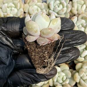  20株Y166多肉植物 エケベリア モンロー超美苗 サボテン 観葉植物 花 園芸 レア種 土と根付きでの画像2