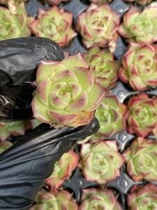 20株Y144多肉植物 エケベリア　赤い縁取り線超美苗 サボテン 観葉植物 花 園芸　レア種 土と根付きで