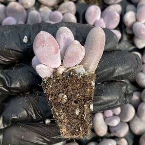 20株 X10 多肉植物 エケベリア モモビジン超美苗 サボテン 観葉植物 花 園芸 レア種 土と根付きでの画像2