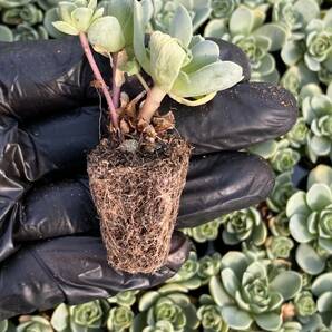 20株 X57 多肉植物 エケベリア ハスの葉超美苗 サボテン 観葉植物 花 園芸 レア種 土と根付きでの画像2