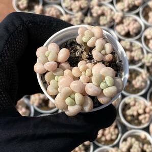 10株 X73 多肉植物 エケベリア ロココ超美苗 サボテン 観葉植物 花 園芸 レア種 土と根付きでの画像1