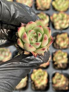 20株 Z18多肉植物 エケベリアたいまつ超美苗 サボテン 観葉植物 花 園芸　レア種 土と根付きで