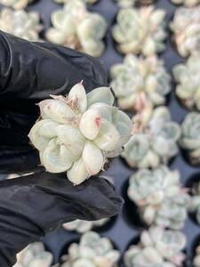  20株 Z52多肉植物 エケベリアアンナ超美苗 サボテン 観葉植物 花 園芸　レア種 土と根付きで