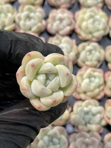 20株 Z33多肉植物 エケベリア厚い夢超美苗 サボテン 観葉植物 花 園芸　レア種 土と根付きで