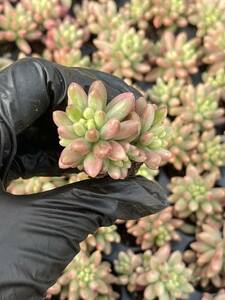 20株 Z53 多肉植物 エケベリア虹の玉超美苗 サボテン 観葉植物 花 園芸　レア種 土と根付きで