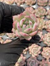 20株 Z11多肉植物 エケベリアマリア超美苗 サボテン 観葉植物 花 園芸　レア種 土と根付きで_画像1