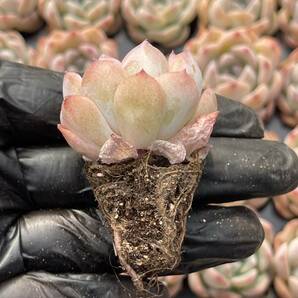 20株 Z55 多肉植物 エケベリアいちごスムージー超美苗 サボテン 観葉植物 花 園芸 レア種 土と根付きでの画像2