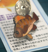 ◆ピンズ 磯釣魚 メバル(春告魚) 七宝メタル 日本製_画像2