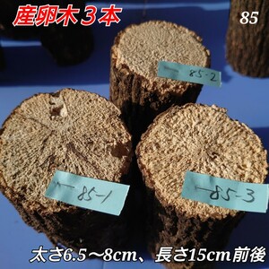 [ postage included ] production egg tree No.85...3ps.@ ho da tree timber good quality material . therefore 