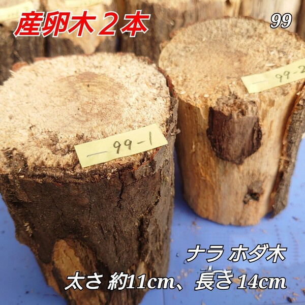 【送料無料】 産卵木 №99 ナラ ２本 ほだ木 ホダ木 完熟 かため