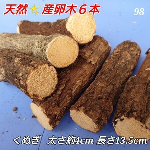 【送料無料】【天然】 産卵木 №98 コナラ ６本 菌糸 立ち枯れ材 かため 3.5～4×13.5㎝