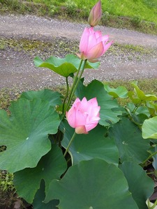 花蓮 古代蓮 大型種 大賀蓮 ハス科　③