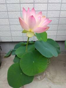 花蓮 小型種 小三色蓮 ハス科 ③