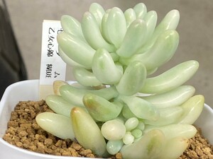 多肉植物　セダム　乙女心錦　　糊斑