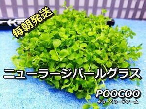 [ каждый утро отправка ] новый Large pearl-grass (6cm pot, водоросли, передний .., нет пестициды, Sune -ru нет )no5123
