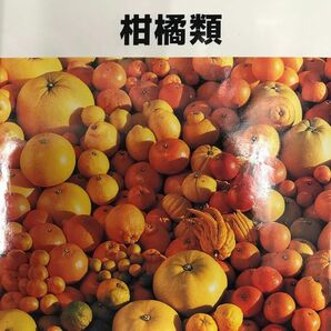 柑橘類　趣味の園芸