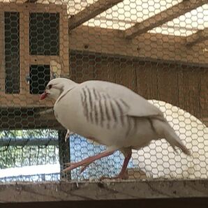 アルビノイワシャコ 食用有精卵 5個の画像1