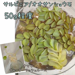 サルビニア/オオサンショウモ 50g程度 +オマケ