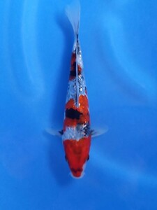 * colored carp small sea * 2023 year production present -years old 231 silver . Showa era three color 18.