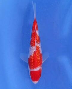* colored carp small sea * 2023 year production present -years old 153 silver .. white 16.