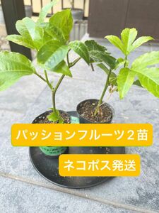 パッションフルーツ苗　2苗