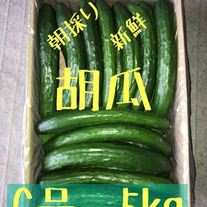 茨城県産 新鮮 胡瓜 C品 5kg