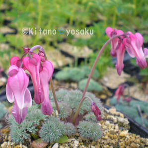 駒草（コマクサ）◇ケシ科 3寸（９ｃｍ）ポリポット栽培 ☆開花時期５月～の画像1