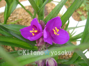 . flower *... ..( red bana*ezonotsuyuksa)3.5 size poly- pot cultivation 