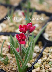 atsu The kla* ruby. brilliancy *ko gold visor sa.*3 size (9.0cm) poly- pot cultivation * blooming time 5 month ~ * flower end 