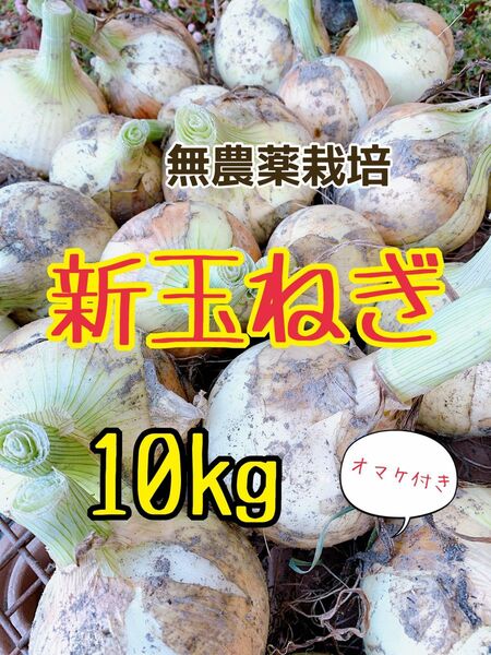 新玉ねぎ 新鮮 採りたて 無農薬栽培 10kg