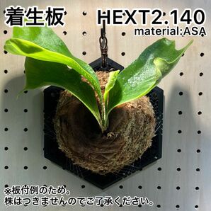 着生板　【HEXT2.140】黒　ビカクシダ　壁掛け　板付