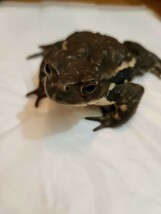アズマヒキガエル ヒキガエル 蛙 カエル かえる 蟇蛙 ひきがえる 約11センチ オス_画像4