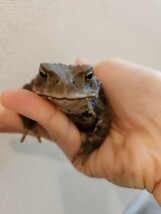 アズマヒキガエル ヒキガエル 蛙 カエル かえる 蟇蛙 ひきがえる 約8センチ メス 恐らくメス_画像2