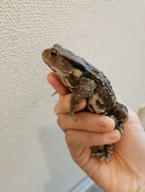 アズマヒキガエル ヒキガエル 蛙 カエル かえる 蟇蛙 ひきがえる 約8センチ メス 恐らくメス_画像5