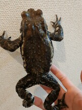 アズマヒキガエル ヒキガエル 蛙 カエル かえる 蟇蛙 ひきがえる 約11センチ オス 男の子_画像5