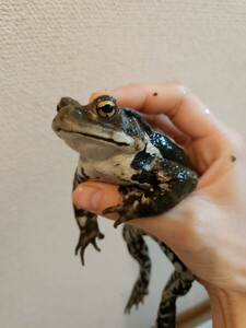 アズマヒキガエル ヒキガエル 蛙 カエル かえる 蟇蛙 ひきがえる 約11センチ オス 男の子