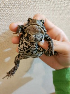 azmahikiga L hikiga L . frog .......... approximately 8 centimeter female ... female 