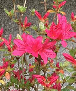 花終わり　ワカカエデ　来年用に　眩しいピンク花　クルメツツジ　若楓　久留米ツツジ