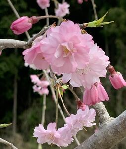 現品発送　八重紅しだれ桜　接木苗　八重咲き　濃い紅花　桜　枝垂れ桜　盆栽　3